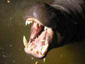 Hippo Picture 5